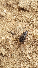 Carabidae