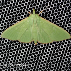 Parotis punctiferalis