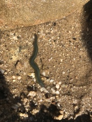 Phyllodocida