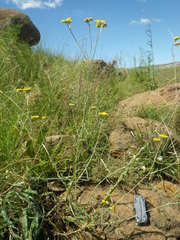 Helichrysum oligopappum