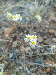 Thymophylla concinna