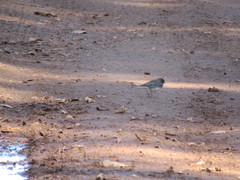Junco hyemalis image