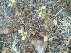 Thymophylla concinna