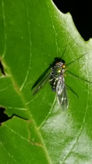 Dolichopodidae