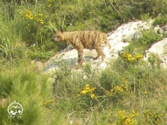 Hyaena hyaena