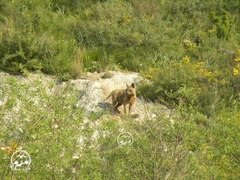 Hyaena hyaena