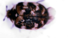 Anthrenus verbasci