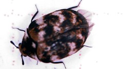 Anthrenus verbasci