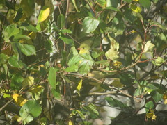 Media resource of Piranga olivacea