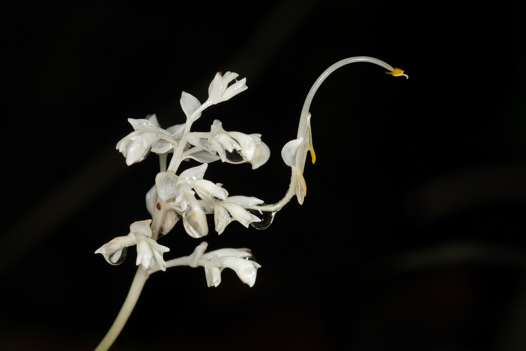 Globba tricolor