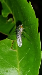 Dolichopodidae