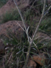 Helichrysum oligopappum