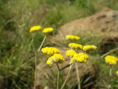 Helichrysum oligopappum