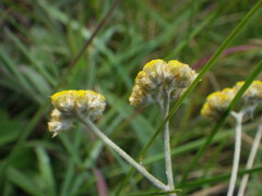 Helichrysum oligopappum