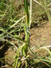 Helichrysum oligopappum