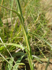 Helichrysum oligopappum