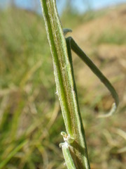Helichrysum oligopappum