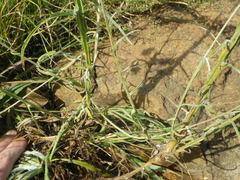 Helichrysum oligopappum