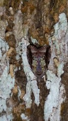 Lepidoptera