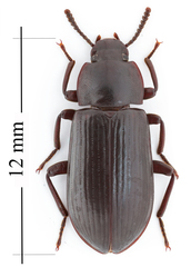 Neatus tenebrioides