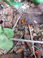 Coccinella septempunctata