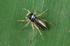 Phintella debilis
