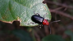 Chrysomelidae