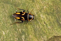 Sundablatta pulcherrima