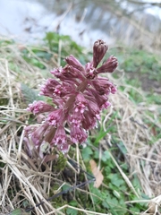 Petasites hybridus