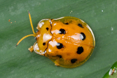 Basiprionota decempustulata