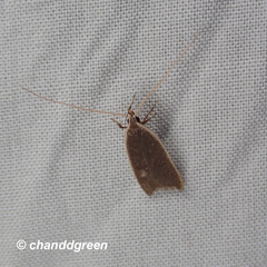 Homaloxestis multidentalis