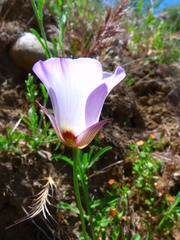 Calochortus catalinae