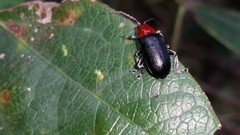 Chrysomelidae