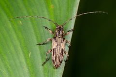 Mimosybra mediomaculata