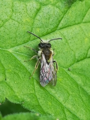 Andrena haemorrhoa