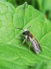 Andrena haemorrhoa