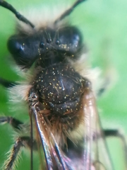 Andrena haemorrhoa