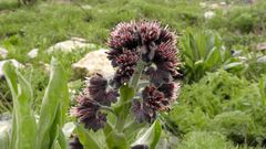 Solenanthus stamineus