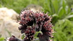 Solenanthus stamineus