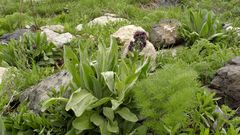 Solenanthus stamineus