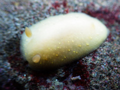 Cadlina modesta
