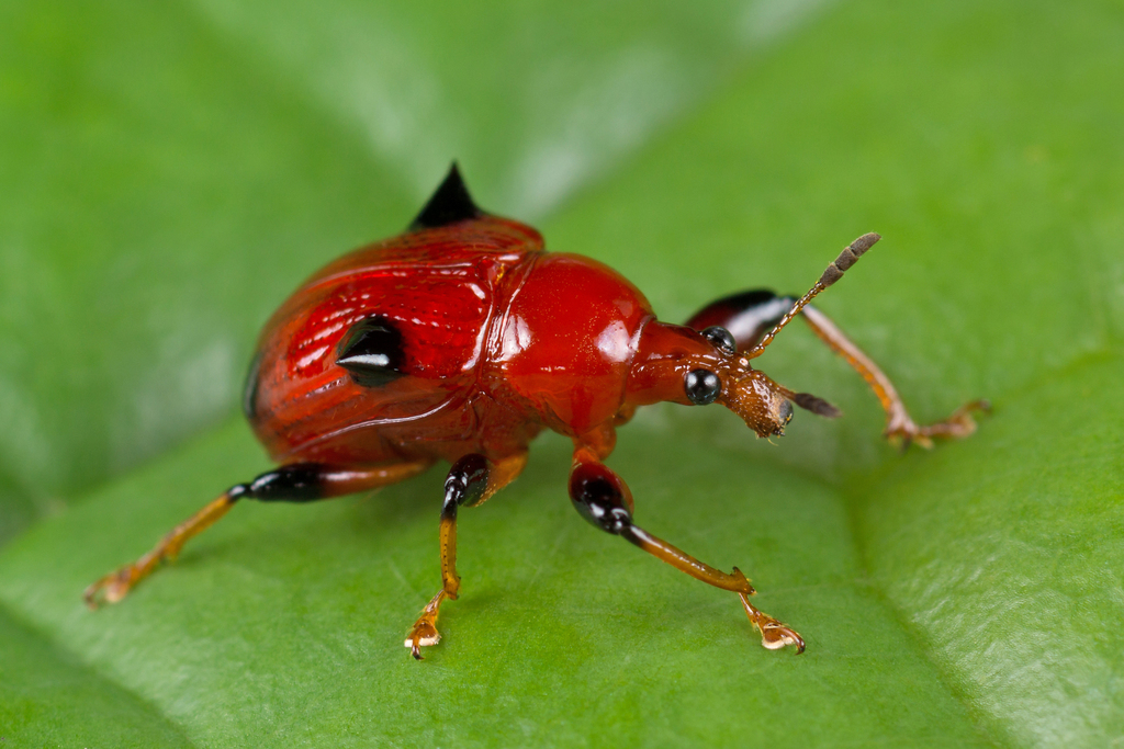 Lamprolabus bispinosus