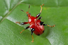 Lamprolabus bispinosus