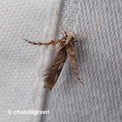 Stathmopoda stimulata