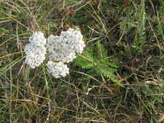 Achillea millefolium image