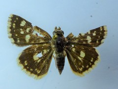 Spialia diomus