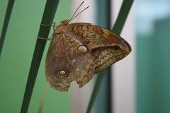 Opsiphanes boisduvallii