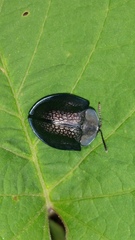 Cyrtonota thalassina