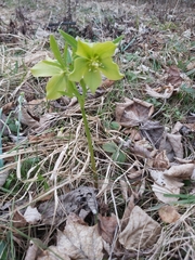 Helleborus odorus