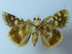 Spialia diomus